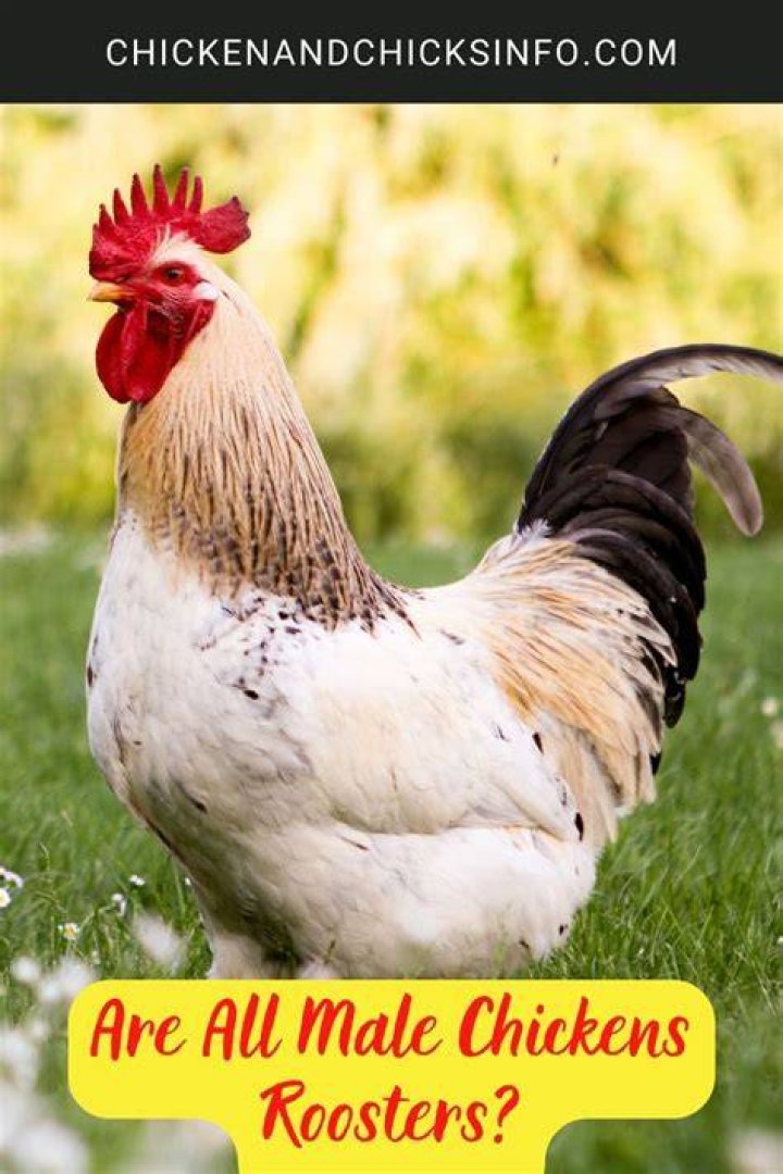 Are all male chickens roosters?