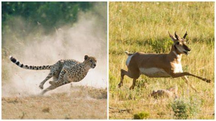 Are Antelope faster than cheetahs?