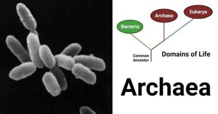 Are Archaea sensitive to antibiotics?