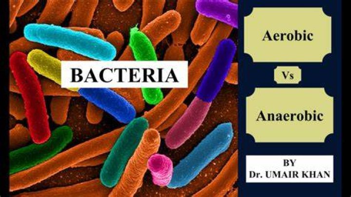 Are bacteria aerobic or anaerobic?