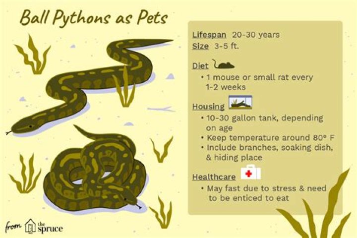 Are Ball Pythons good pets?