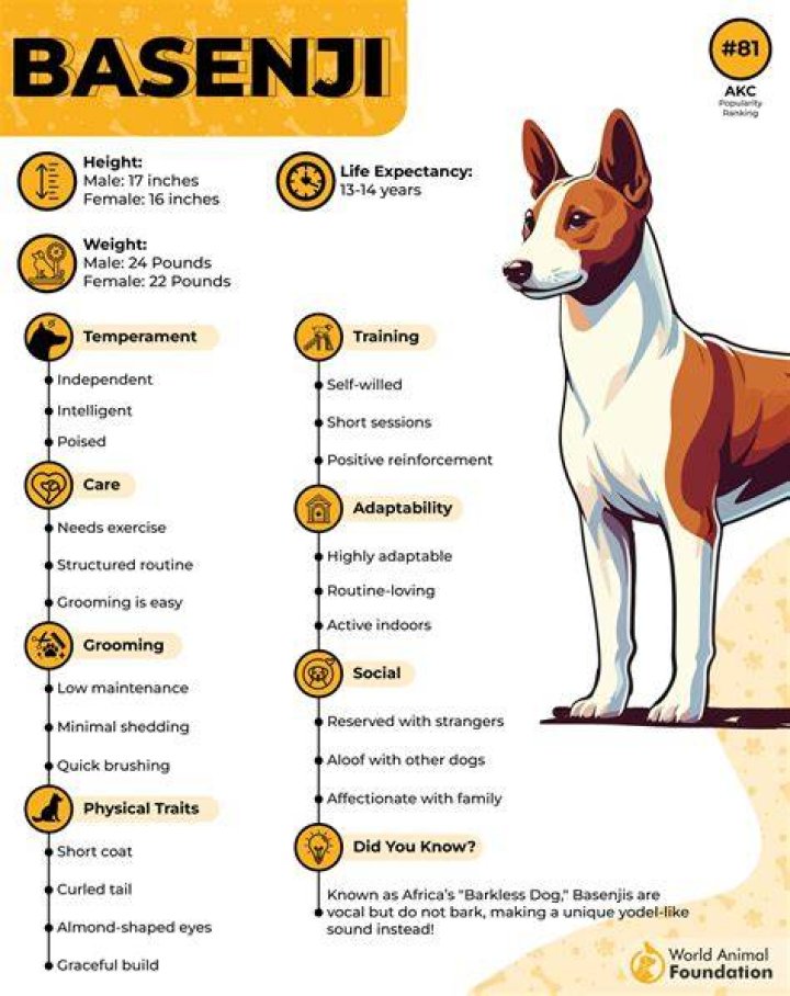 Are Basenji dogs expensive?