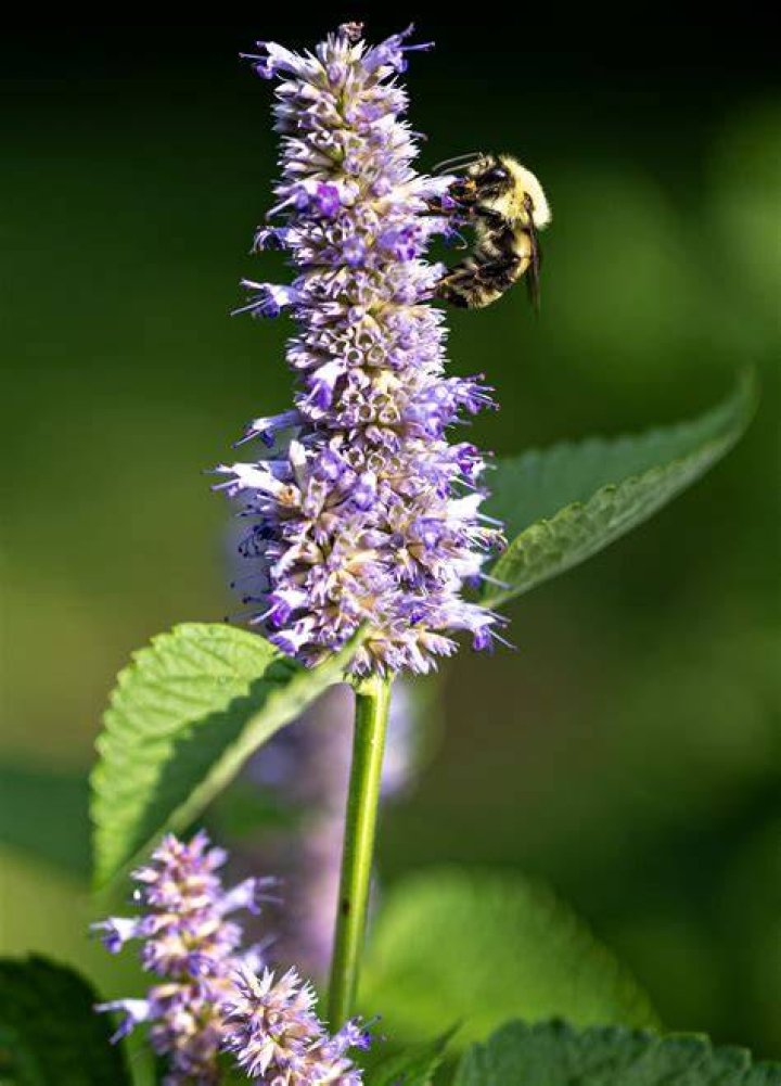 Are bees attracted to people?