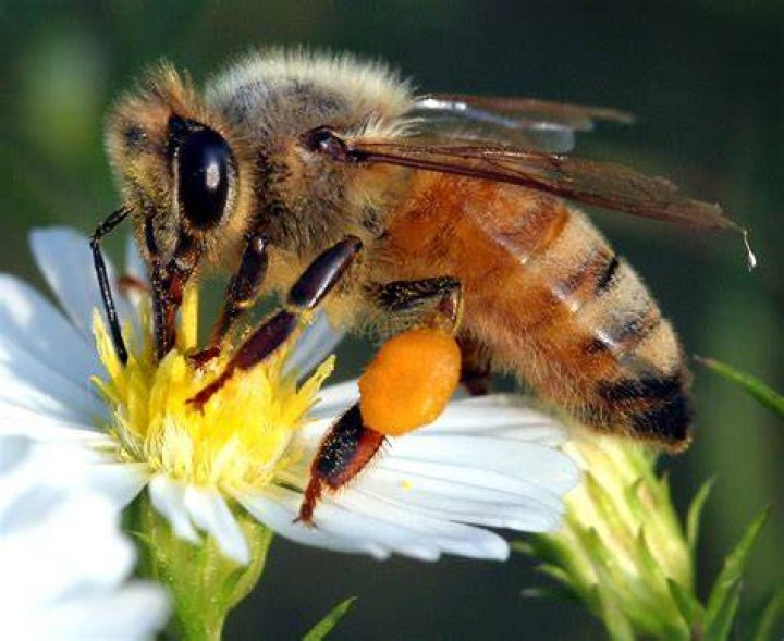 Are bees insects?
