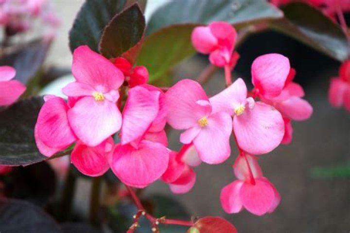 Are begonias toxic? | ContextResponse.com