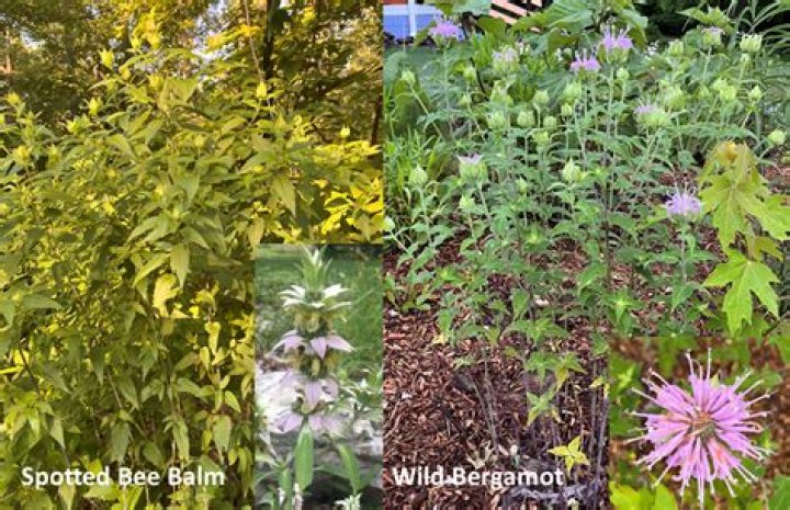 Are bergamot and bee balm the same?