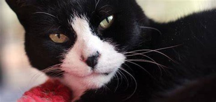 Are black and white cats more aggressive?