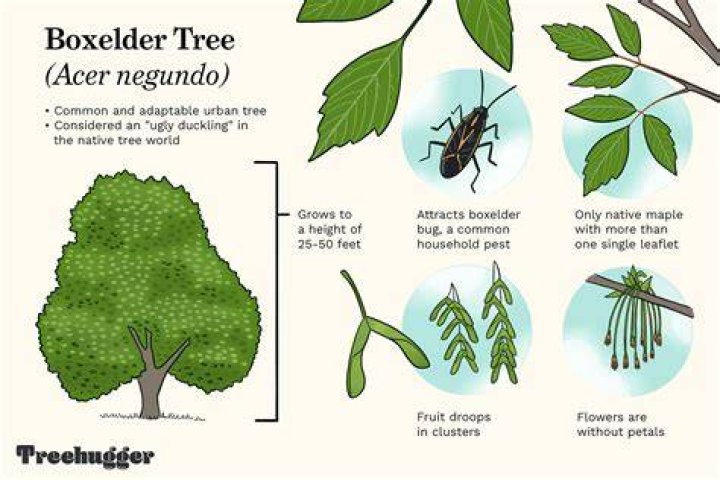 Are Box Elders good trees?