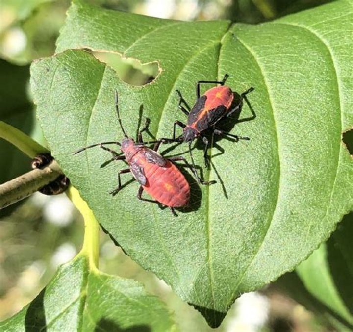 Are boxelder bugs good? | ContextResponse.com