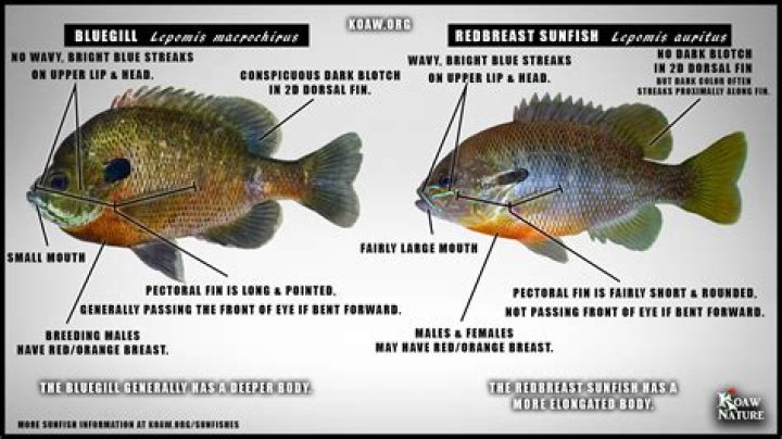 Are bream and bluegill the same?