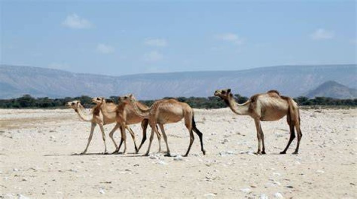 Are camels better than Marlboro?