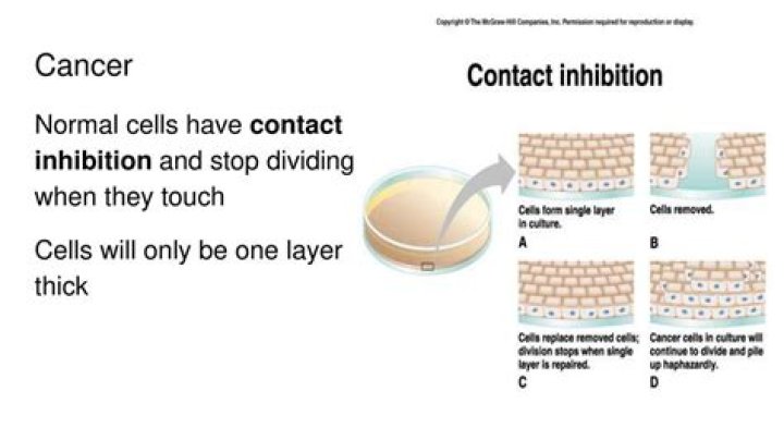 Are cancer cells regulated by contact inhibition?