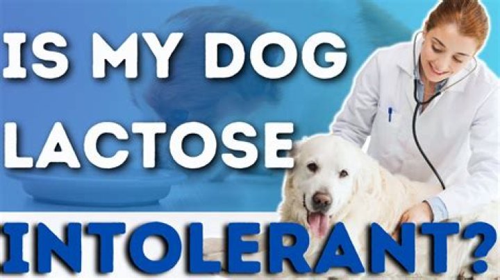 Are cats and dogs lactose intolerant?