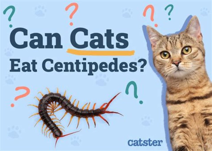 Are centipede bites dangerous to cats?