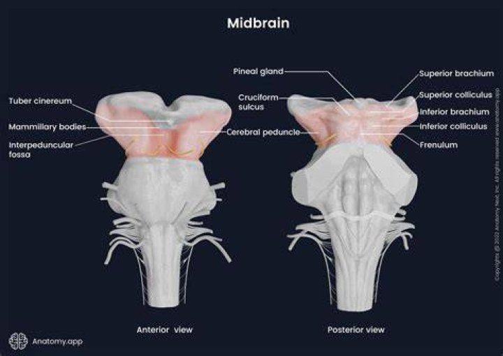 Are cerebral Peduncles white matter?