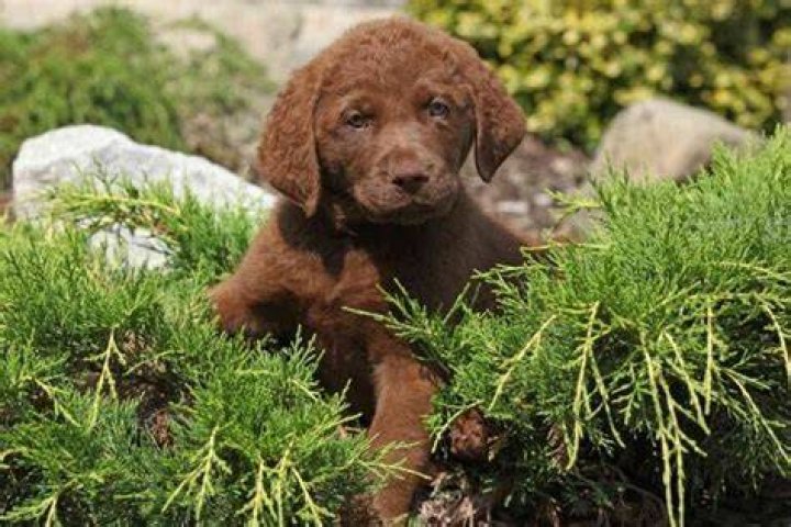 Are Chesapeake Bay retrievers good dogs?