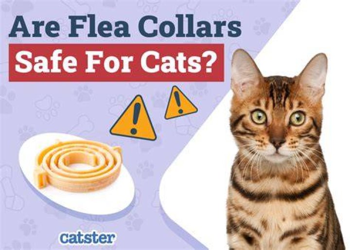 Are collars dangerous for cats?