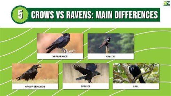 Are crows and ravens enemies?