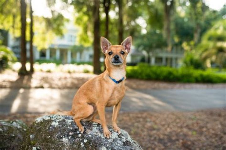 Are deer head Chihuahuas purebred?