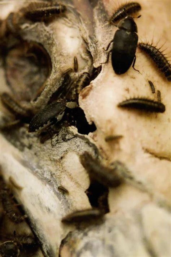 Are dermestid beetles harmful to humans?