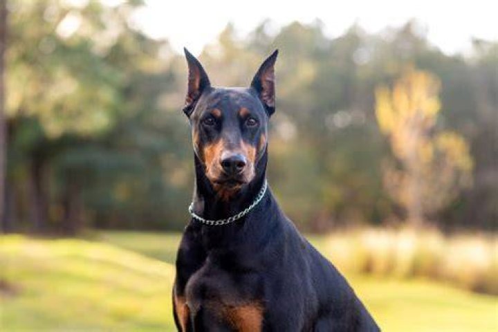 Are Dobermans really aggressive? | ContextResponse.com