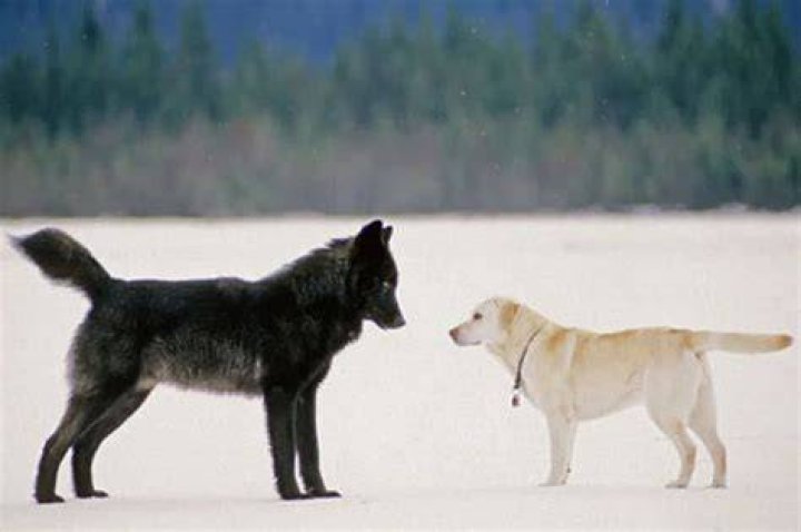 Are dogs afraid of wolves?