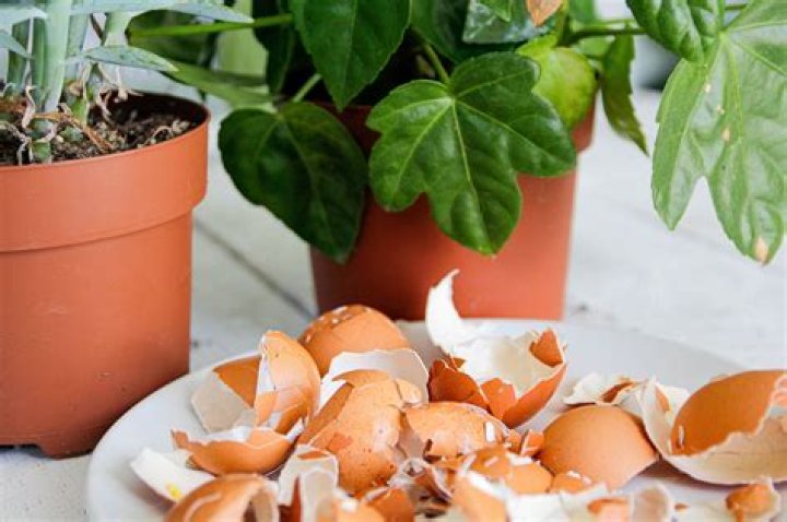 Are eggshells good for geraniums?