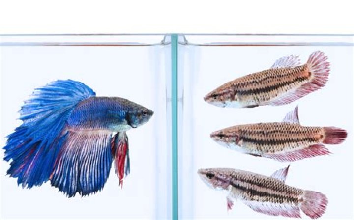 Are female bettas colorful?