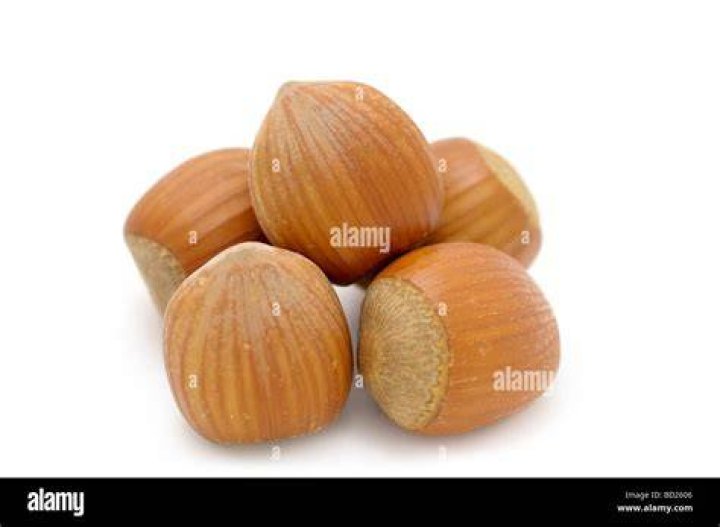 Are filberts and hazelnuts the same?