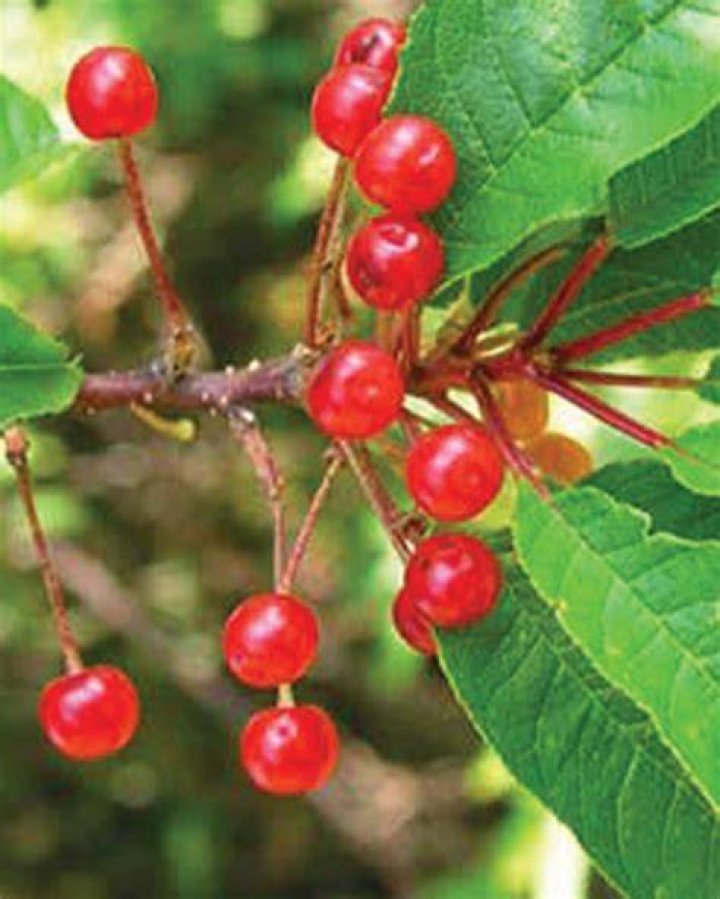 Are fire cherries edible? | ContextResponse.com