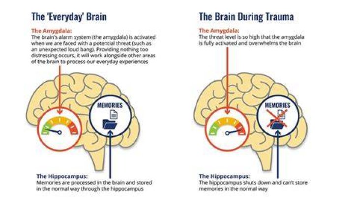 Are Forgotten memories still in your brain?