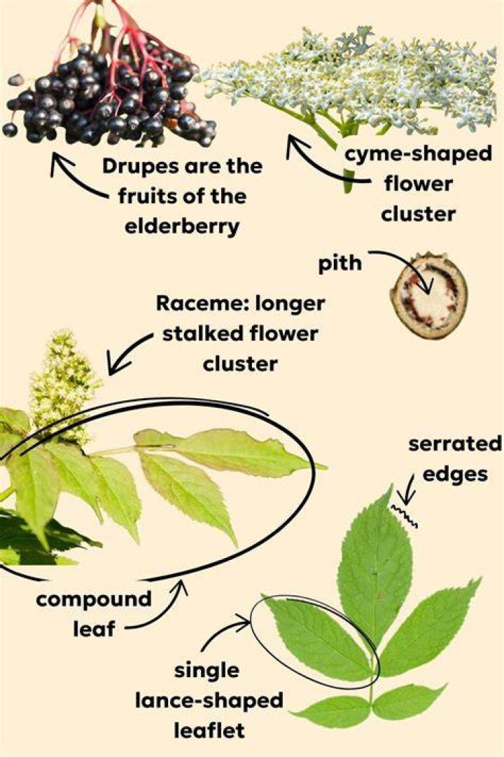 Are Golden elderberries edible? | ContextResponse.com