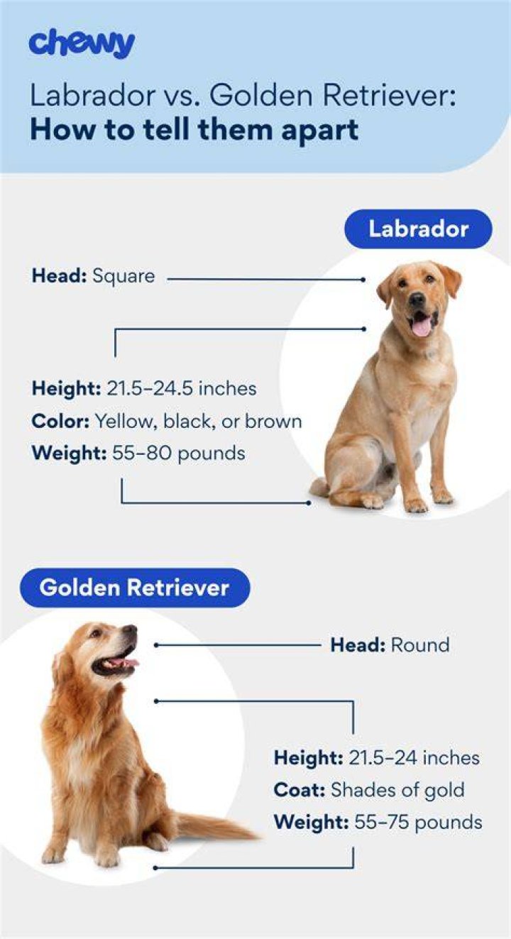 Are Golden Labs Smart?