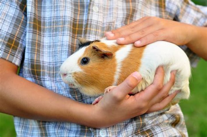 Are guinea pigs low maintenance pets?