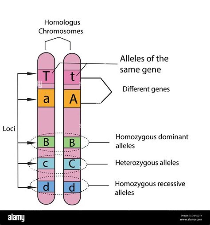 Are homozygous alleles always inherited together?