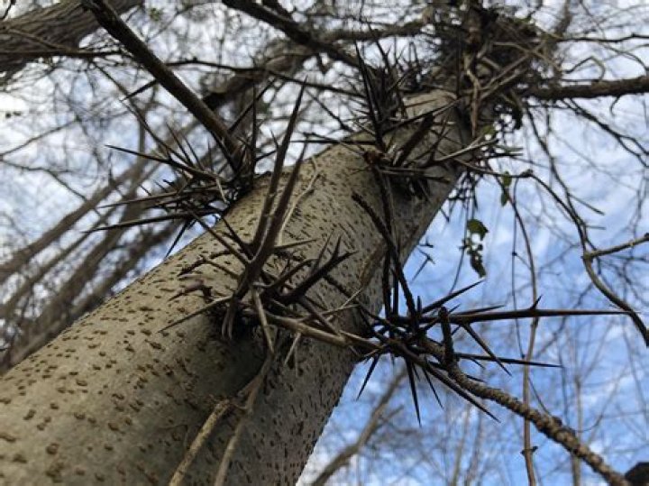 Are honey locust trees invasive?