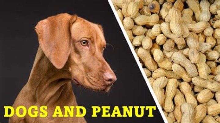 Are honey roasted peanuts toxic to dogs?