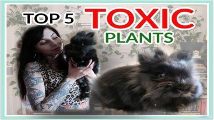 Are house plants toxic to rabbits?
