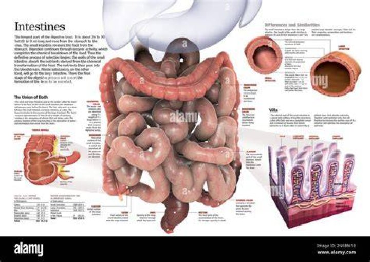 Are intestines good to eat?