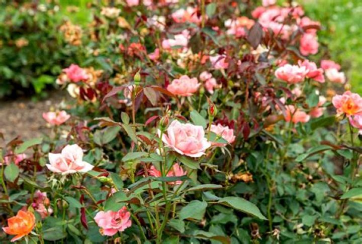 Are knockout roses drought tolerant?