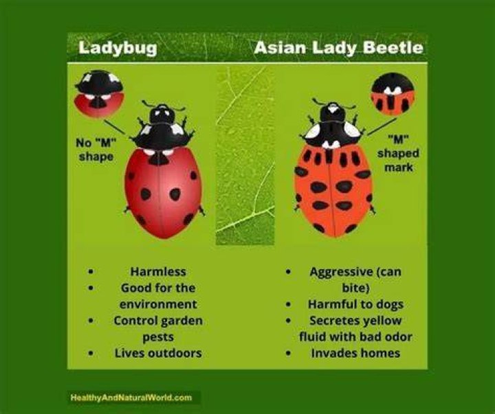 Are Lady Bugs good? | ContextResponse.com