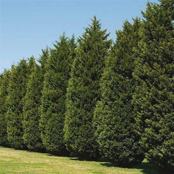 Are Leyland cypress trees deer resistant?