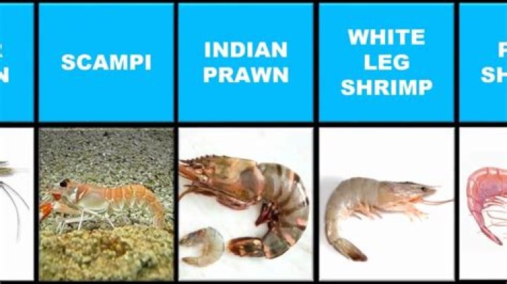 Are lobster and shrimp in the same family?