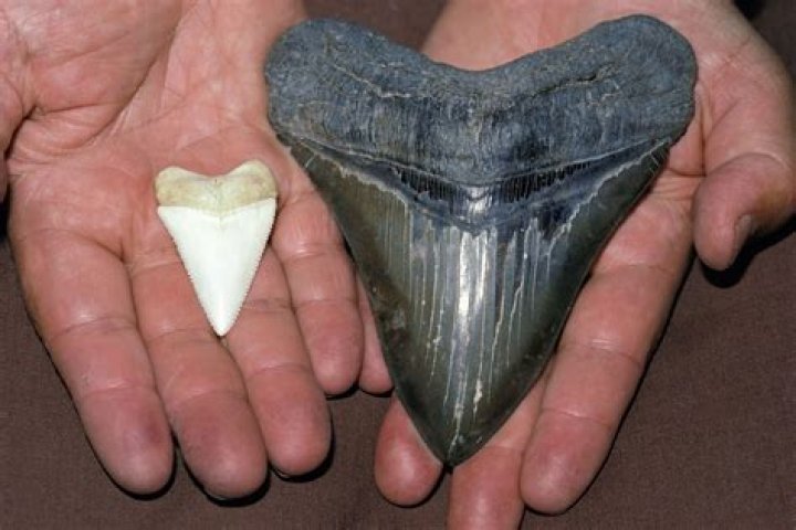 Are Megalodon teeth rare? | ContextResponse.com