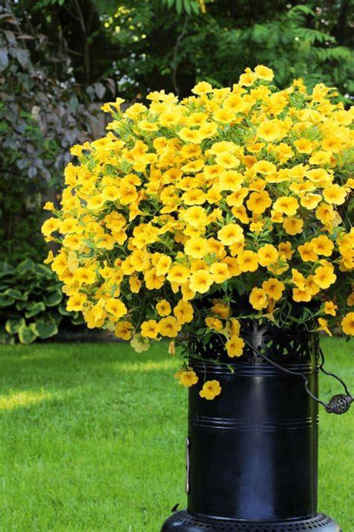 Are Million Bells perennials? | ContextResponse.com