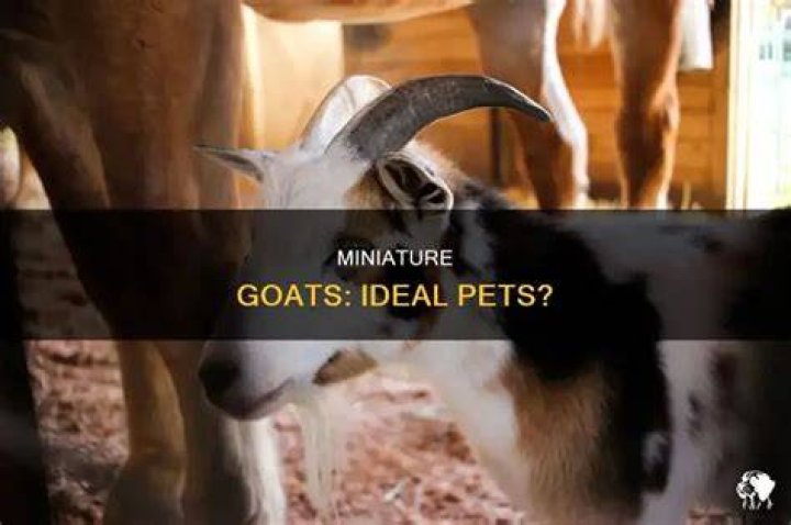 Are miniature goats good pets?