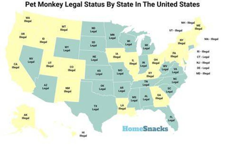 Are monkeys legal in NY?