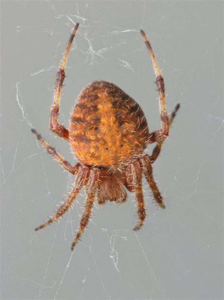 Are Neoscona Crucifera poisonous?