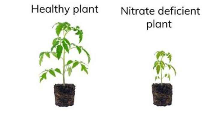 Are nitrates good for plants?