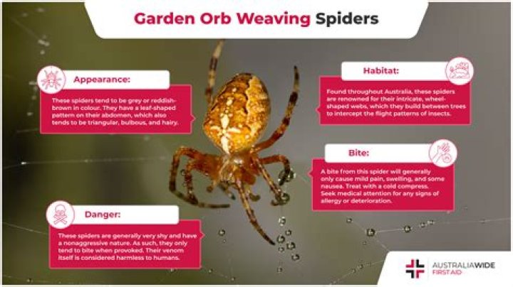 Are orb weaver spiders harmful to humans?